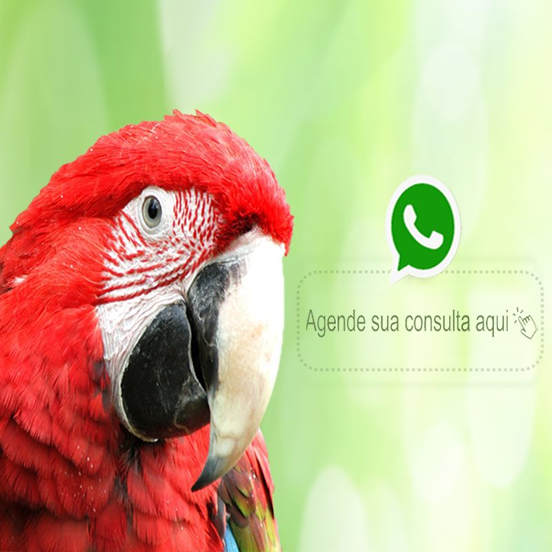 Banner WhatsApp 800x800-araraaltura